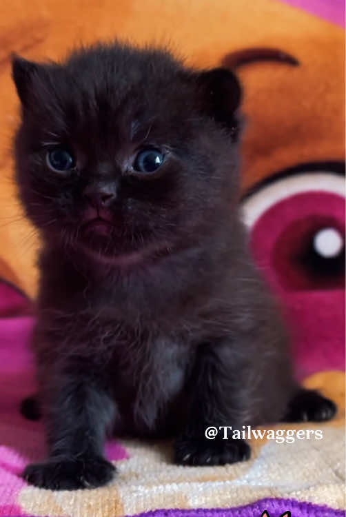 Man & Panther#help #tiktok #rescueanimals #fyp 