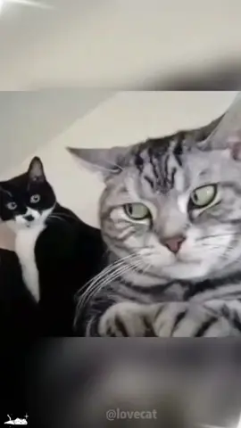 Two cats #cat #animals #dog #baby #funny #cute #happy #catlover #funnyvideos