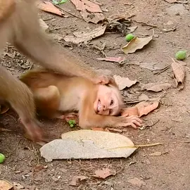 Cute small baby monkey life with mom care wel (61) #monkey #animals #wildlife #wildanimals #wildmonkey #babymonkey #newbornmonkey #baby #pet #Video #cutemonkey 4u11