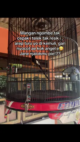 #kicaumania 