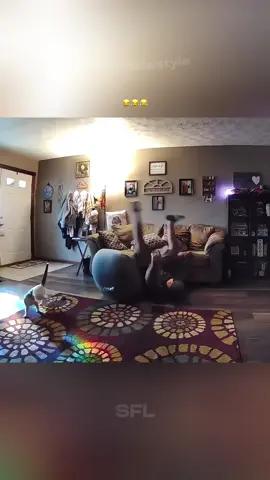 #funnymoments #funnytiktok #funnyvideoscomedy #funnypets #funnycomedy 