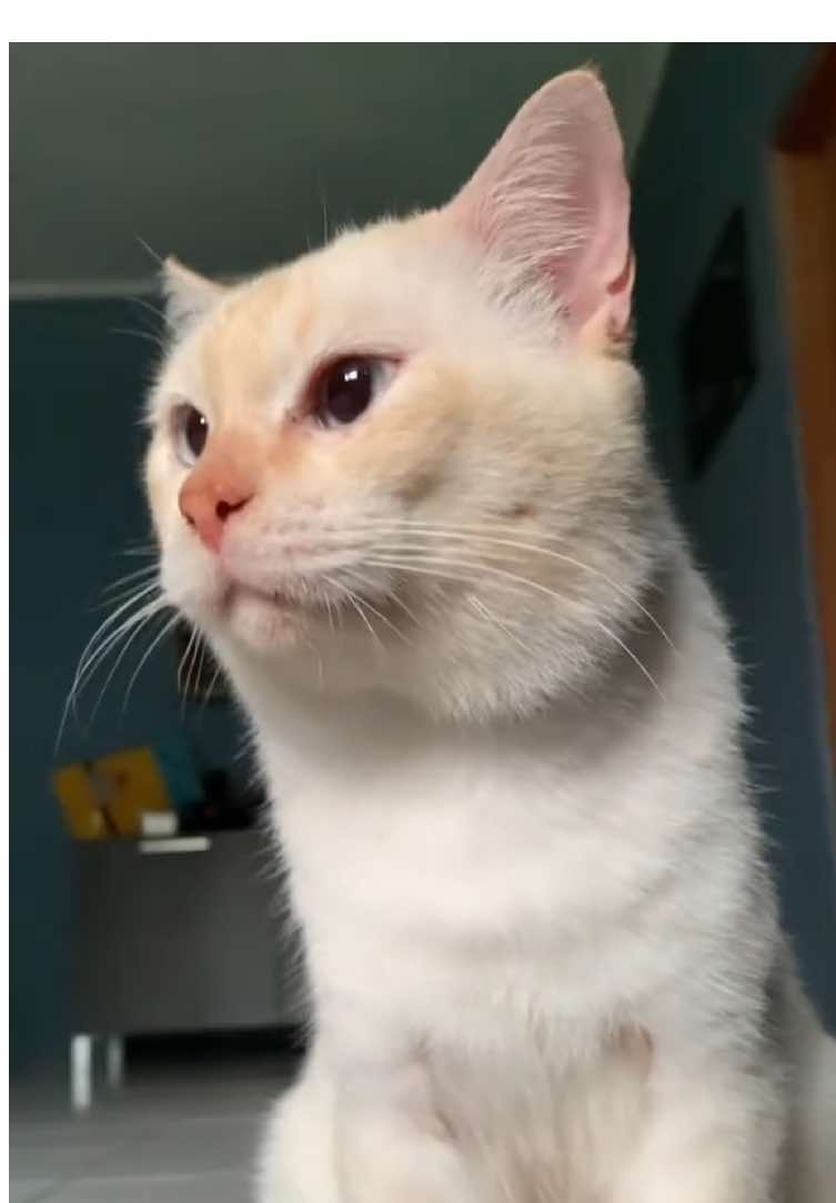 Look my cat 🐈