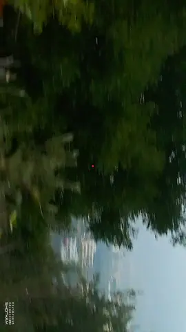 #fyp #viralvideo #الشعب_الصيني_ماله_حل😂😂 #tordohunting #songthrushhunting 
