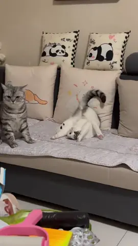 Dù em có làm khùng làm điên thì anh vẫn iu em chứ ☹️#funnyvideos #catsoftiktok 
