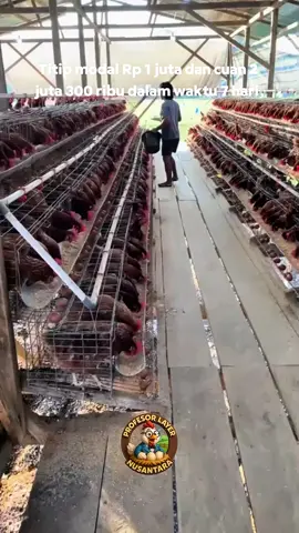 💥 Kamu ga salah denger! Cukup titip modal Rp 1 JUTA, kamu terima 2juta 300 ribu dalam waktu 7 hari 🚀 📌 Berlaku selama 1 bulan penuh = 4x cair, total cuan bikin rekeningmu makin tebal 💸 🐓 Tenang, semua kami yang urus: ✔️ Kami yang rawat ✔️ Kami yang kelola ✔️ Kami yang jualkan Kamu cukup santai, pantengin rekening bertambah terus 🔥 👉 Jangan malu jadi peternak, malulah kalau ga bisa atur keuangan! #bisnis #bisnismillenial #bisnisanakmuda #bisnismudah  #cuan #cuantanpabatas #cuantiktok #kerjakeras #kerjakeras #kerjacerdas #kerjaonline #inspirasi #inspirasiusaha #bisnissukses #foryoupage #for #fyppppppppppppppppppppppp #fypシ #fypage #zbyzca