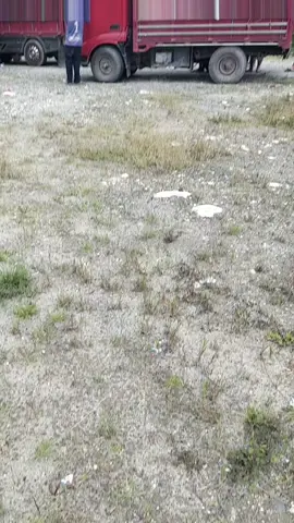 #pypシtiktok 
