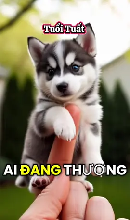 Dành cho những ai đang thương người tuổi Tuất hoặc trong nhà có người tuổi tuất. #tuoituat #tinhyeu #tuvi12congiap #xuhuongtiktok #fyp 