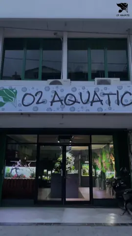 Galery O2 Aquatic 🌿💚 . #aquadesignamano #dooa #paludarium #aquascape #terarium 
