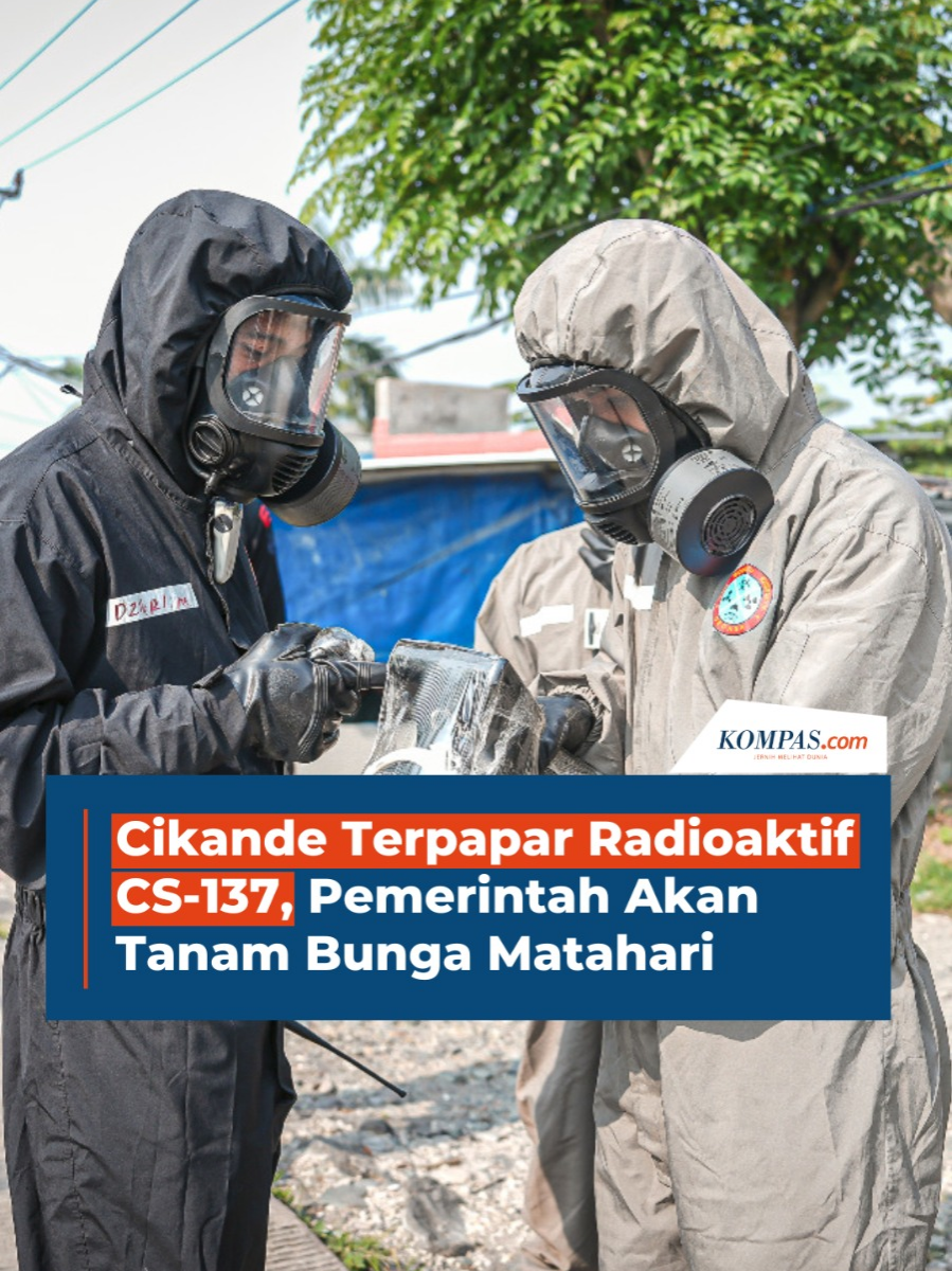 Pemerintah menetapkan Cikande, Kabupaten Serang, Banten, sebagai daerah terpapar radiasi radionuklidal Cesium 137.  Pemerintah lakukan dekontaminasi, salah satunya opsi penanaman bunga matahari untuk menyerap radiasi. Penulis: Elsa Catriana, Teuku Muhammad Valdy Arief, Kementerian Lingkungan Hidup Kreatif: Nabilla Mutiara Produser: Reza Kurnia Darmawan + #Radiasi #Banten #Peristiwa ##Read