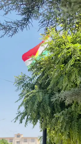 ❤️💛🤍💚