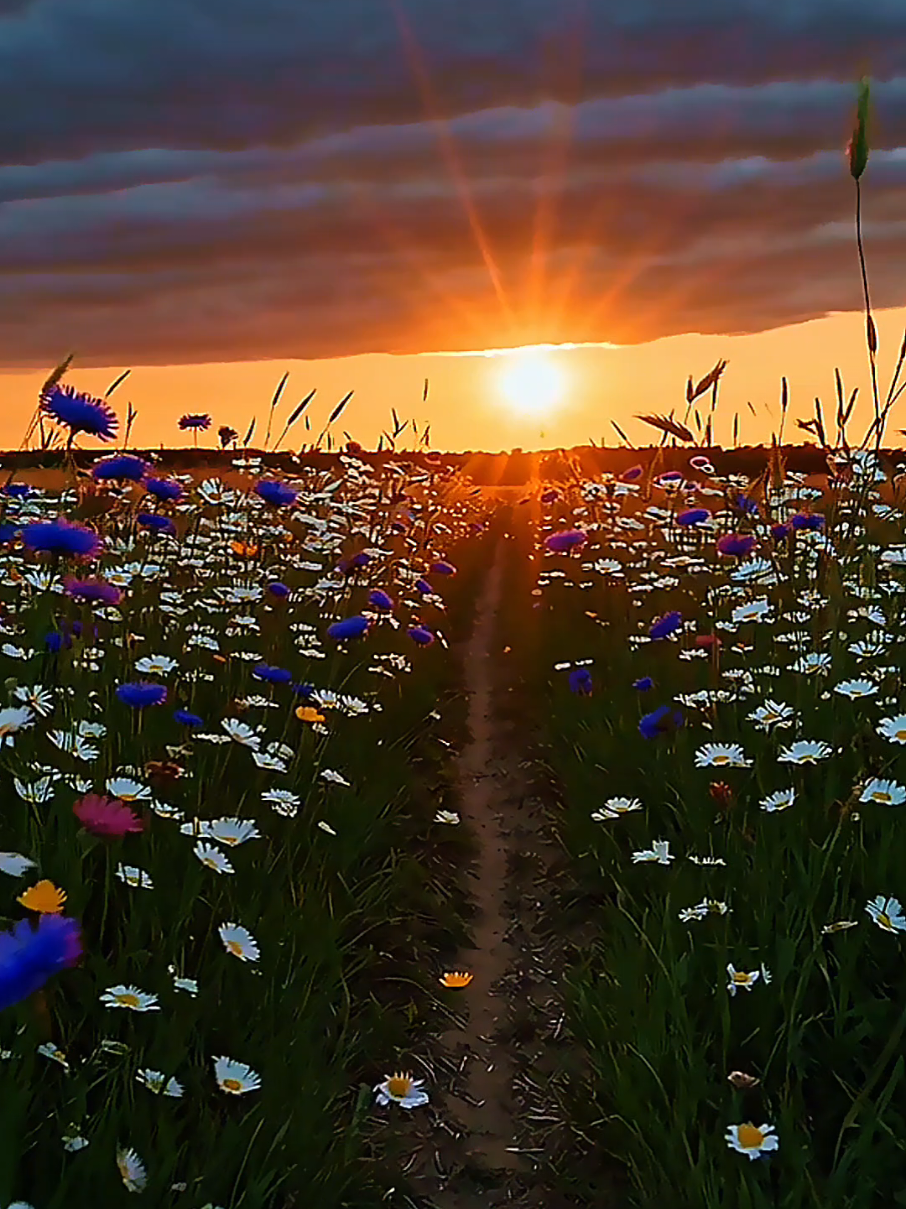 ✨ Você caminharia até esse pôr do sol? Flores e horizonte esplêndido, um instante para guardar na alma. Compartilhe 🙌 ✨ Would you walk into this sunset? Flowers and golden horizon, a moment to keep in your soul. Share 🙌 #paravoce #sunset #goldenhour #naturevibes #wildflowers
