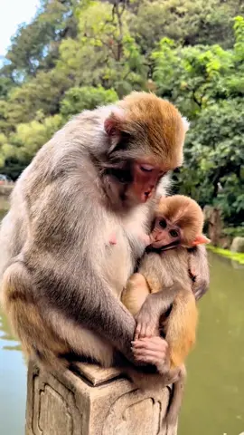 #fentysuperbrandday #tiktok #monkey #foryou 