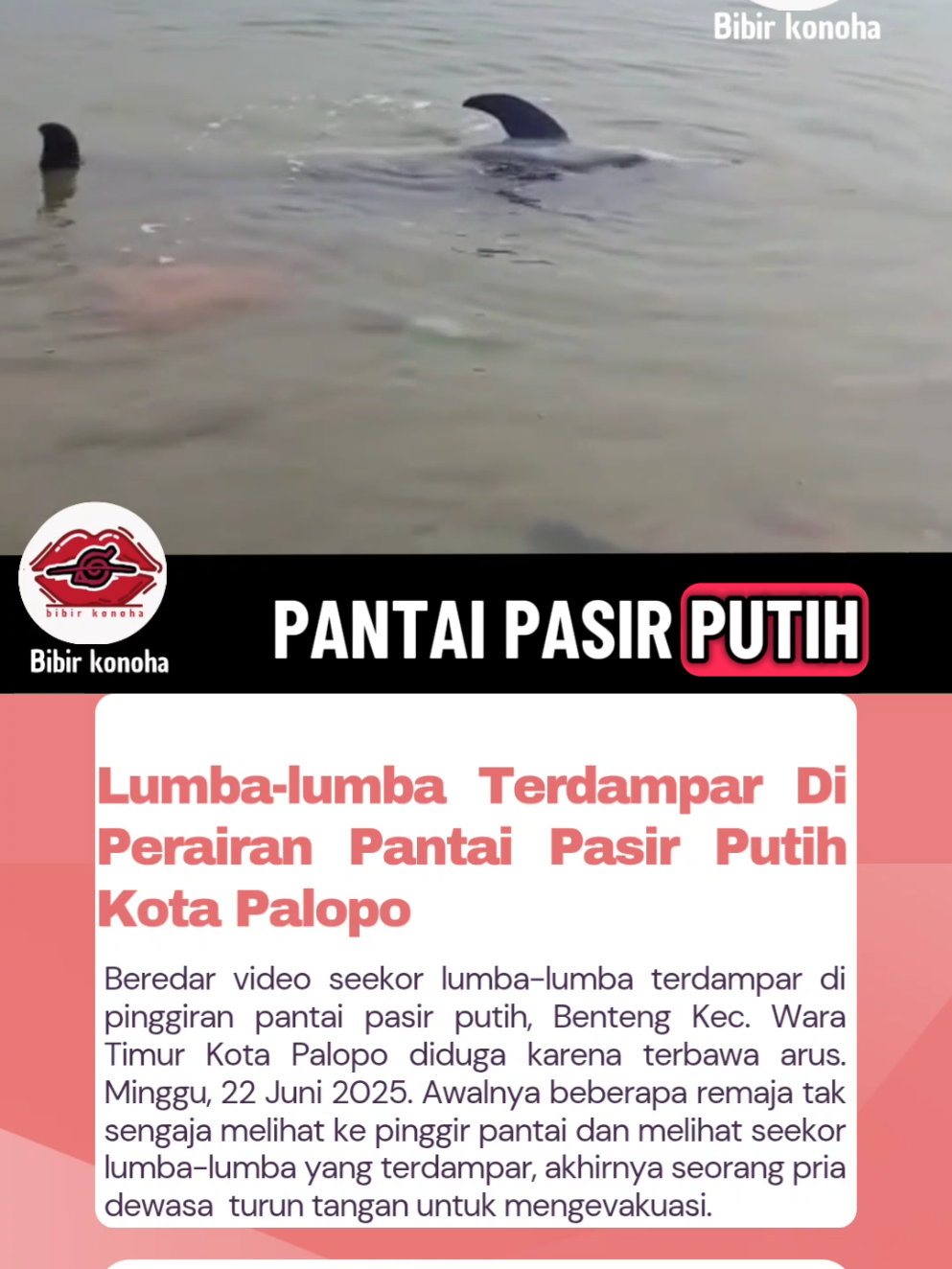 Seekor lumba Lumba Terdampar di Perairan Pantai Pasir Putih, Kel. Benteng Kec. Wara Timur Kota Palopo. .. #lumba #lumbalumba #pantai #pasirputih #palopo 
