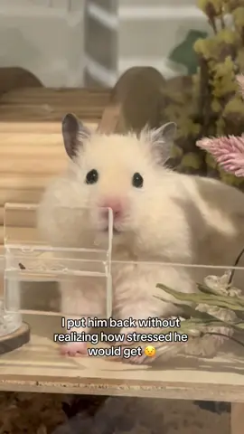 Sometimes having a clingy and loving hamster is really hard. I genuinely find myself in positions where I can’t leave him because he relies on me and I can’t let him down. It isn’t talked about enough. He is beyond loved, I just wish I had more free time 😣💕 #hamster #hamstersoftiktok #foryou #fyp #viral 