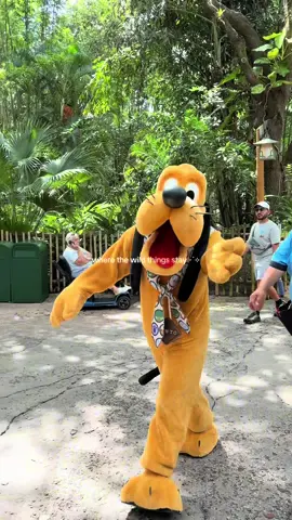 an ode to animal kingdom 🌎🦁🌱 #disneytrip #disneyworld #disneymagic #disneyparks #disneyparks @Disney Parks 