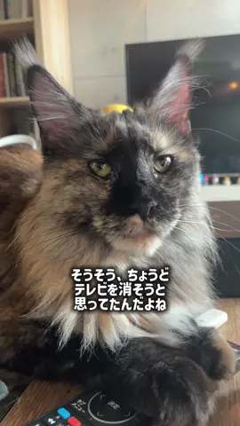 いいところで押すよね〜🤣 #猫のいる暮らし #fyp #メインクーン