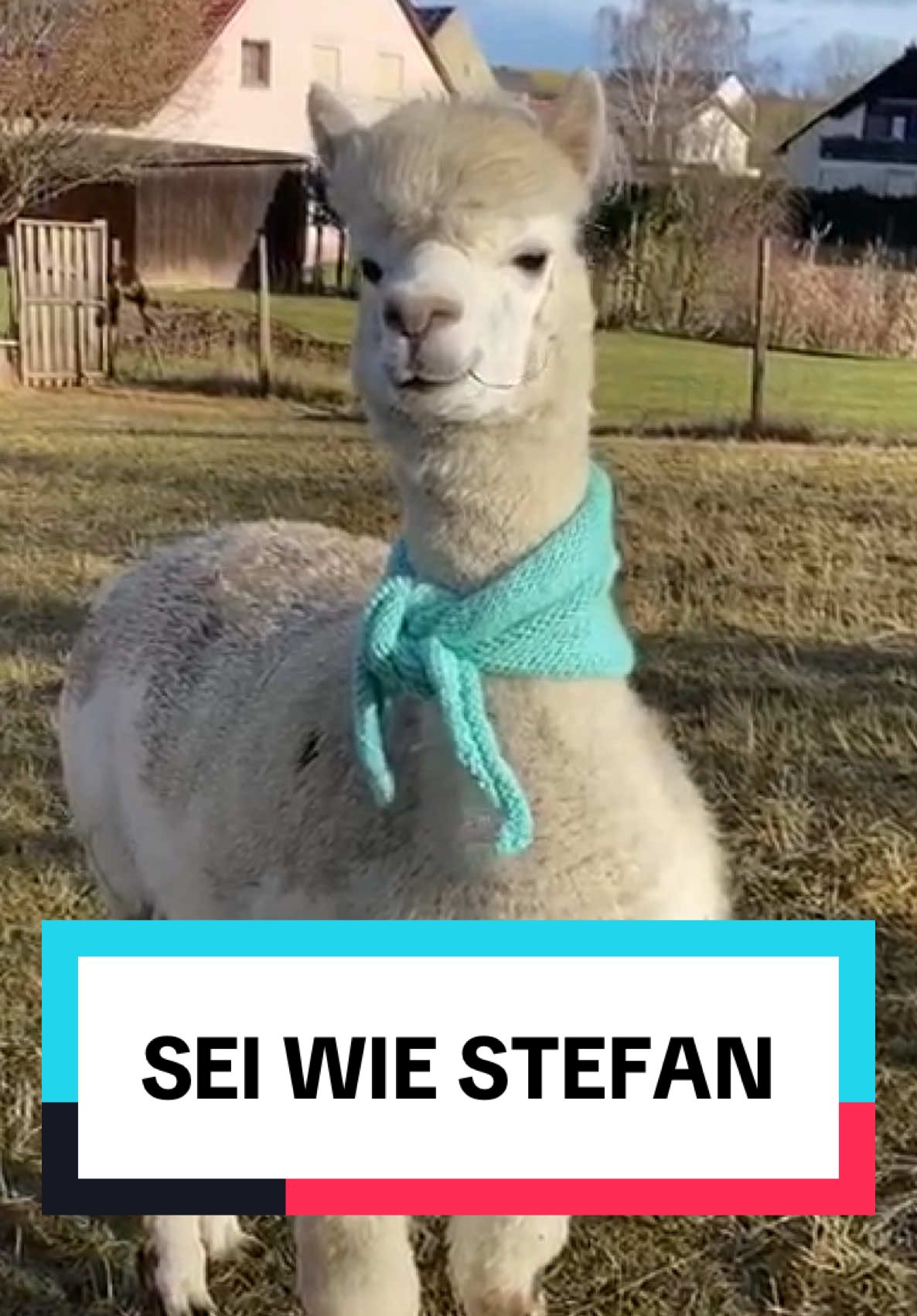 ❤️ an alle Stefans #alpaka #stefan #lustigetiere #fyp #deutschememes 