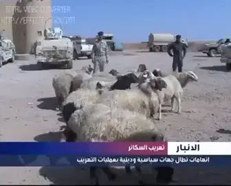 . .  .  .  #القائم_حصيبه_غربيه🇮🇶 #تهريب_الجغايفه #الشعب_الصيني_ماله_حل😂😂 #القائم_الحدودالعراقيةالسوريا #الجغايفه 