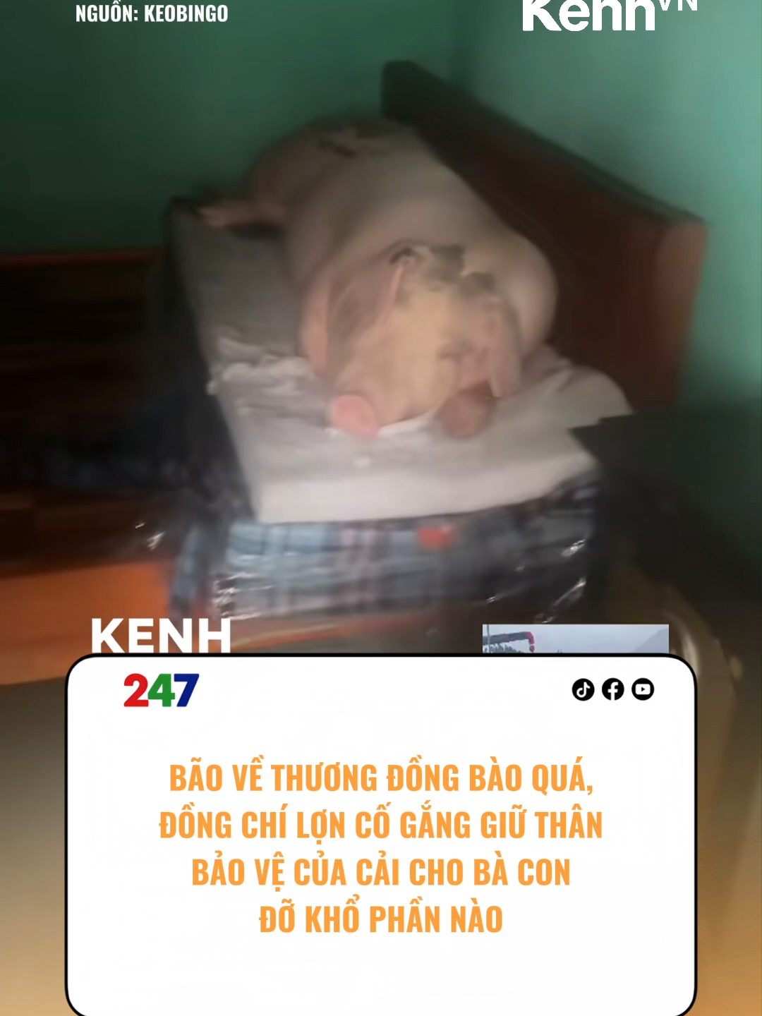BÃO VỀ THƯƠNG ĐỒNG BÀO QUÁ! #tiktoknews #kenhvn #kenhnetwork #baoso10