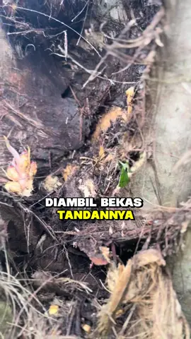 “Motor bebek + keranjang = paket ekspedisi sawit tengah malam  Sayangnya kurirnya lupa… ada CCTV cuy ” #N#NinjaSawitM#MalingSawitKetangkapCCTV #fyp #viral