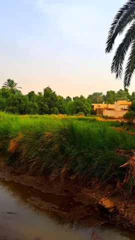 اعالج في جروح الغير نسيت الم الجروح البي#نوري🌴🌳 #طارق_العوض #الشمالية_نوري_كريمة_مروي_اوسلي_القرير #شوايقة💚السودان_مروي_الخرطوم_بحري_امدر #الطمبور_صديقنا_وعزنا_وملجأنا🎶🎼 