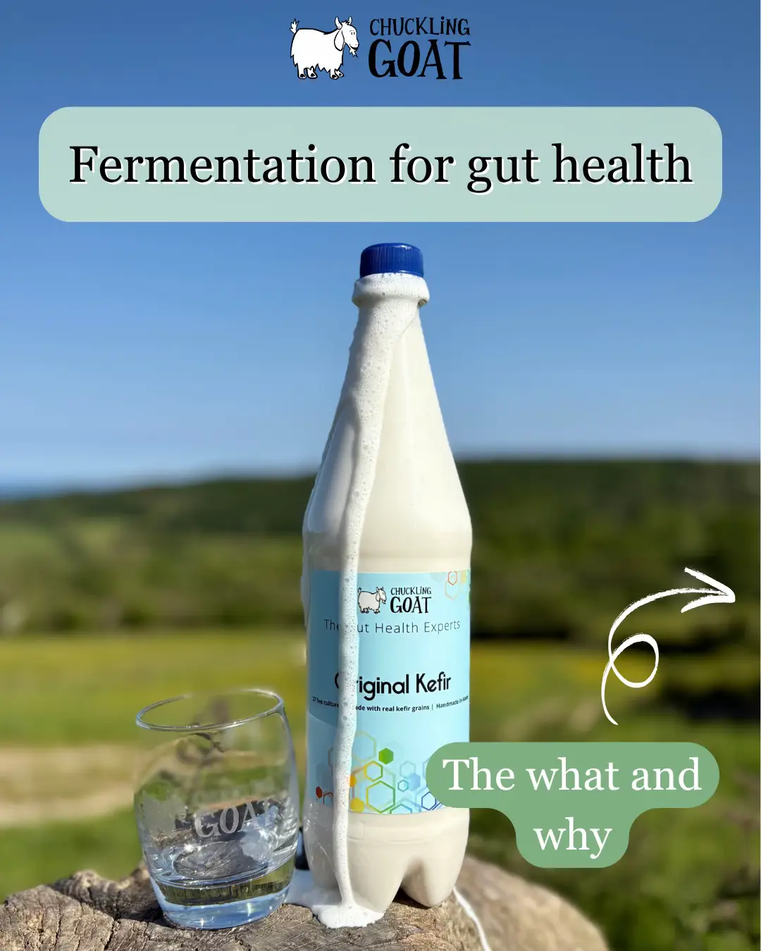 Probiotics, prebiotics, and fabulous ferments - explained! 🤓💚  #chucklinggoat #guthealth #probiotics #prebiotics #kefir 