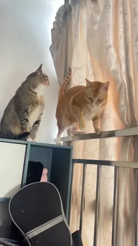 #funny #cats #cat #oyen #cute 