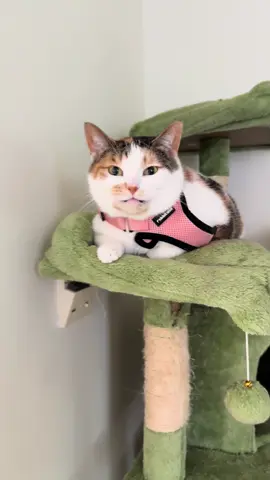 Certified yapper 🗣️ #cats #cattok #catsoftiktok #catlover #catmom 