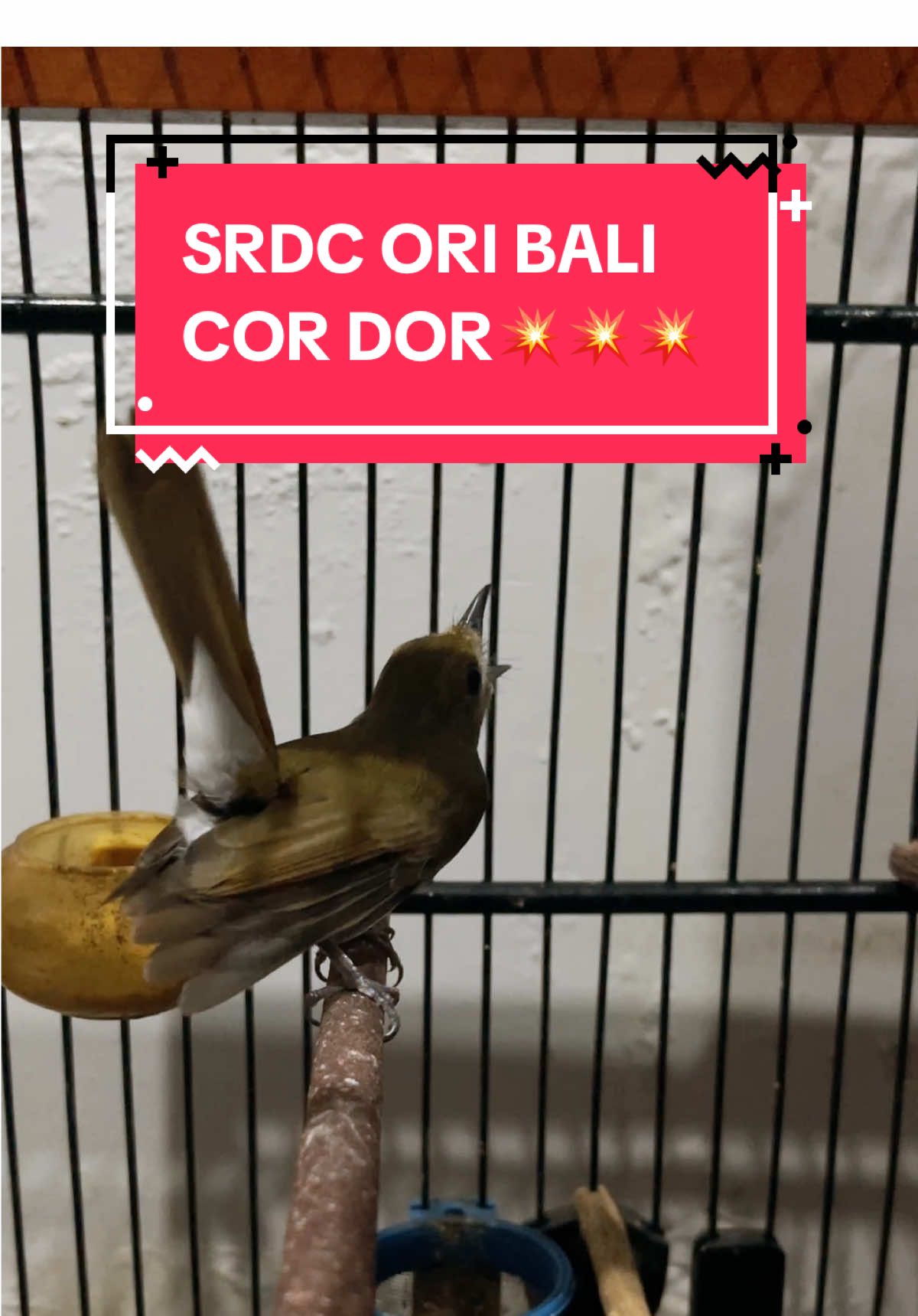 SRDC ORI BALI GACOR🔥 YouTube @dewatakica #kicaumania #kicaumaniaindonesia #srdc #srdcgacor #kapastembak #kinoi #kinoigacor #cucakjenggot #sirisiri #sirisirikecil #konin #kenari #kowul #cigun #cigunngacor #ciwah #fyp #viral #rambatangacor #rambatandoraemon 