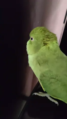 she looks cute but she is dangerously ⚠️ danger #parrot #dangerous #viral #bird #cute 