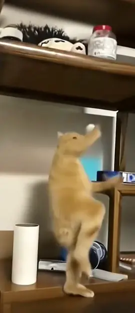 我的猫模仿李小龙动作#cat #brucelee 