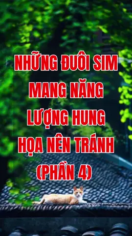 Chọn sim nên cẩn thận với những đuôi sim mang năng lượng Hung tinh (phần 4). #simphongthuy #simnentranh #ynghiasim #tuvansimphongthuy #sieuthisimthe 
