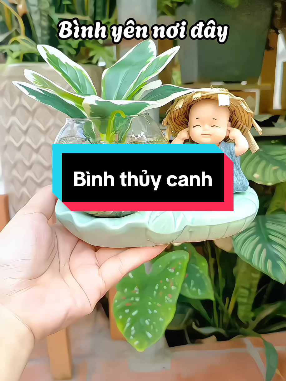 Combo bình thủy canh kèm chú tiểu #binhthuycanhchutieu #chutieukembinhthuysinh #binhthuycanh 