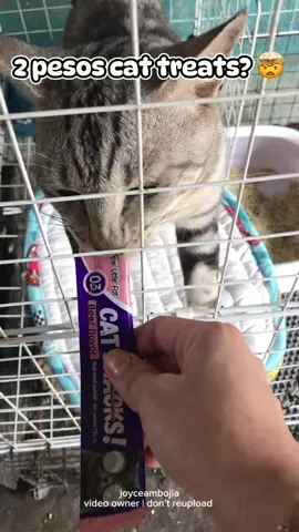 Cat Treats in packs na super healthy at ang mura pa ✨ #cattreats #healthycattreats #catwetfood #cats #catsoftiktok 