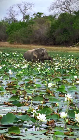 කාටවත් කරදරයක් නැති අහිංසකයෙක් 🥺💚☘️🐘 #kumananationalpark 🇱🇰 . . . ☘️ #fyp #viral #fypシ゚viral #fyyyyyyyyyyyyyyyy #trending #onthisday #kumananationalpark #Wildlifephotography #placestovisitinsrilanka #naturevideos #travelwithniro