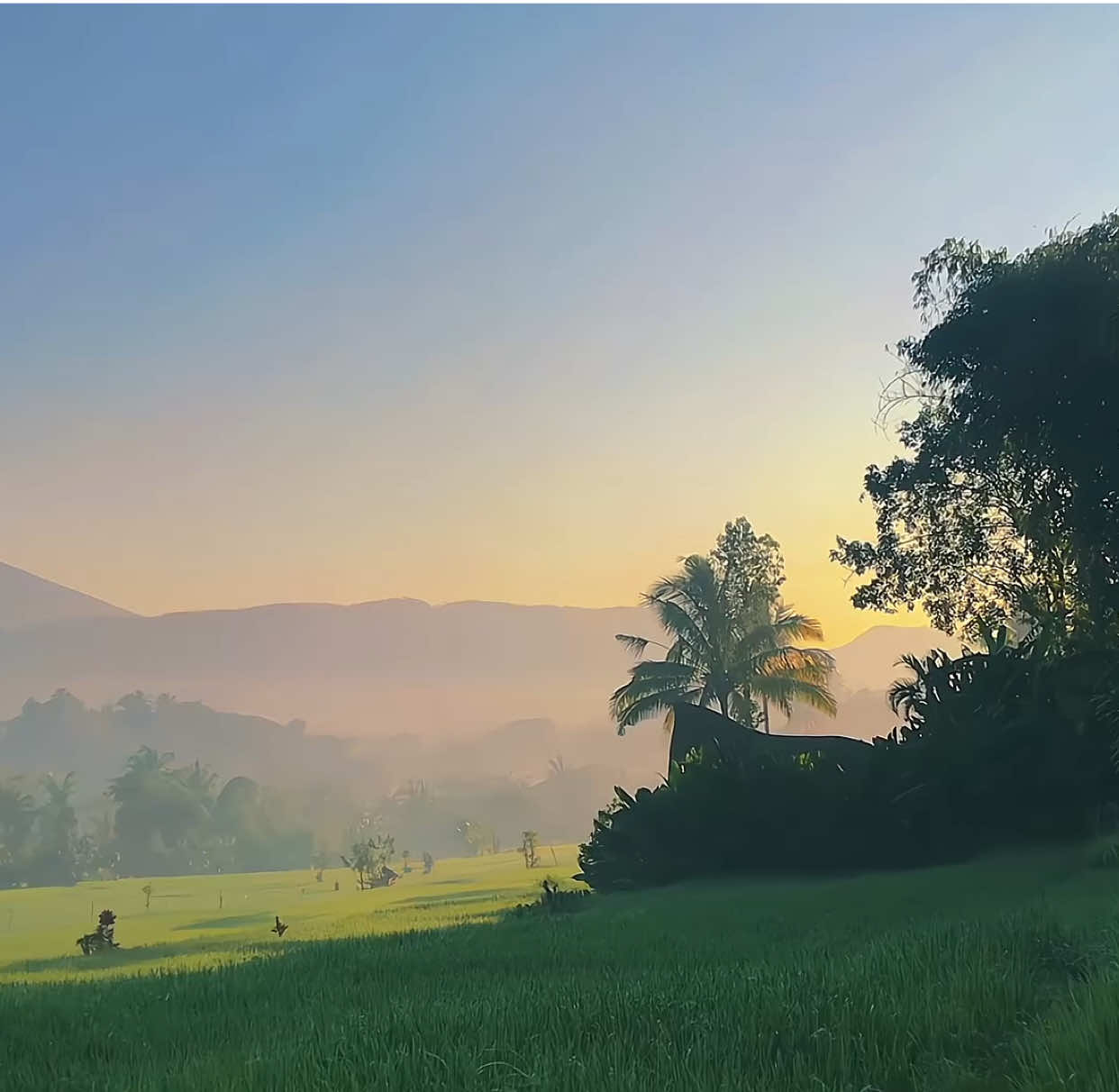 peaceful🍃 | #fyp #foryou #aesthetic #sawah #fypシ 