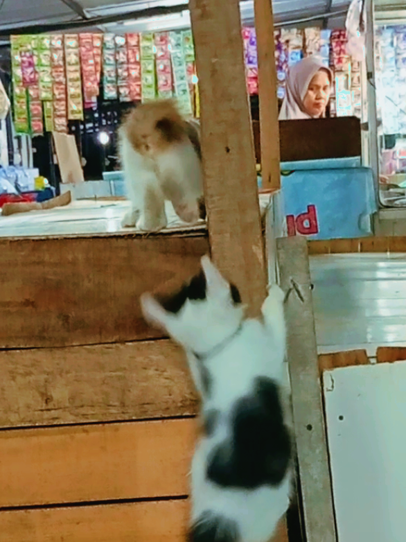 Kucing apa cicak ini ya?? 😆 #kucinglucu #funnyvideos #catlovers #pecintakucing #lucu 