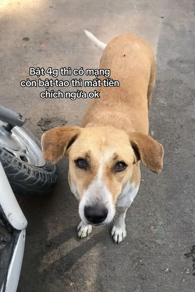 phờ lóp 💔 #dog #xh #fyp #fypviralシ 