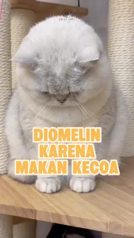 Diomelin karena makan Kecoa    #catlovers  #pecintakucing  #kucinglucu
