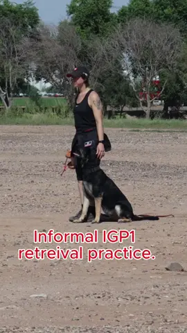 Short and Dyka doing an informal retrieval... no front just picking up the dumbbell and bringing it back. #germanshepherd #alsatian #malinois #schutzhund #igp