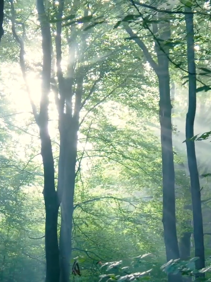 #sunshine #binhyen #thiennhien #forest #thugian 