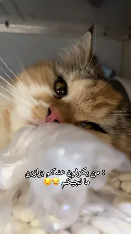 😂😂😂😂🌚 . . . . . . #ضحك #بزازين #قطط_العراق #اكسبلور #قطط_كيوت 