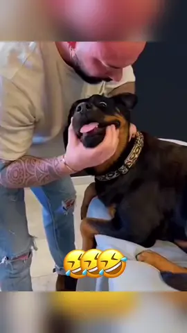 #voiceover #funnyvideo #talkingdog #talkingcat #animals #pet #foryou 