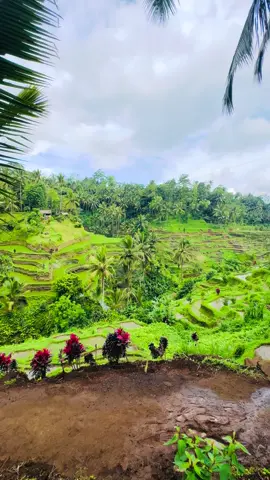 Rice terrace in Bali #bali #бали #гиднабали #pyf #tiktok 