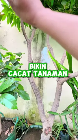Tanaman sehat dan cepet berbuah pakai teknik ini 🥰😍 #infarm #infarmid #berkebun 