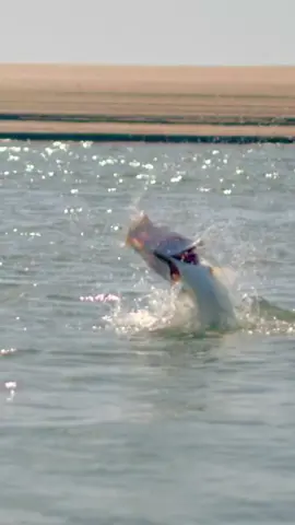 salah satu monster fishing 🎣 Kakap putih atau Baramundi adalah suatu jenis Ikan berpindah dalam keluarga Latidae dari ordo Perciformes. Jenis ikan ini tersebar luas di wilayah Hindia-Pasifik Barat mulai dari Asia Tenggara sampai Papua New guninea dan Australia Utara. Ikan ini dikenal dengan nama Pla kapong di Thailand dan Barramundi di Australia.[1] Oleh komunitas ilmiah internasional ikan ini disebut sebagai Asian sea bass (kakap laut Asia) atau Australian sea bass (kakap laut Australia). Ikan ini merupakan salah-satu komoditas budidaya laut unggulan di Indonesia. #foryoupage #barramundi #barramundifishing #mancingmania #fyp 
