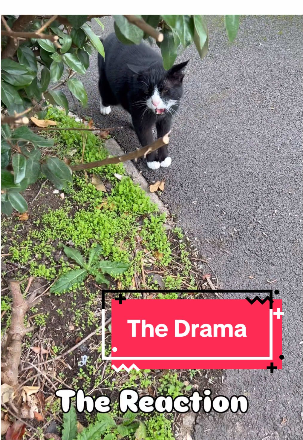 Arthur was not impressed by having to share his drive with another tuxedo.  #cat #meow #cattok #kitties #tuxedo 