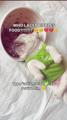 WHO LACED PIBBLE 😭😭😭 #fyp #viral #fypシ #pibble #viralvideo 