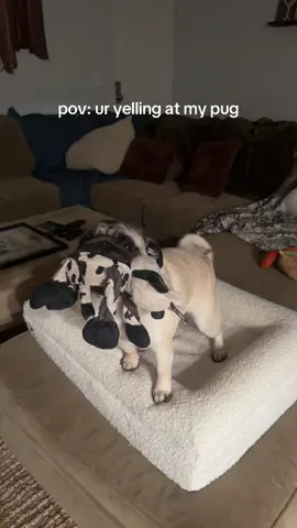 “Ok but can you pet me???”  #pug #pugsoftiktok #funny #dog #trend 