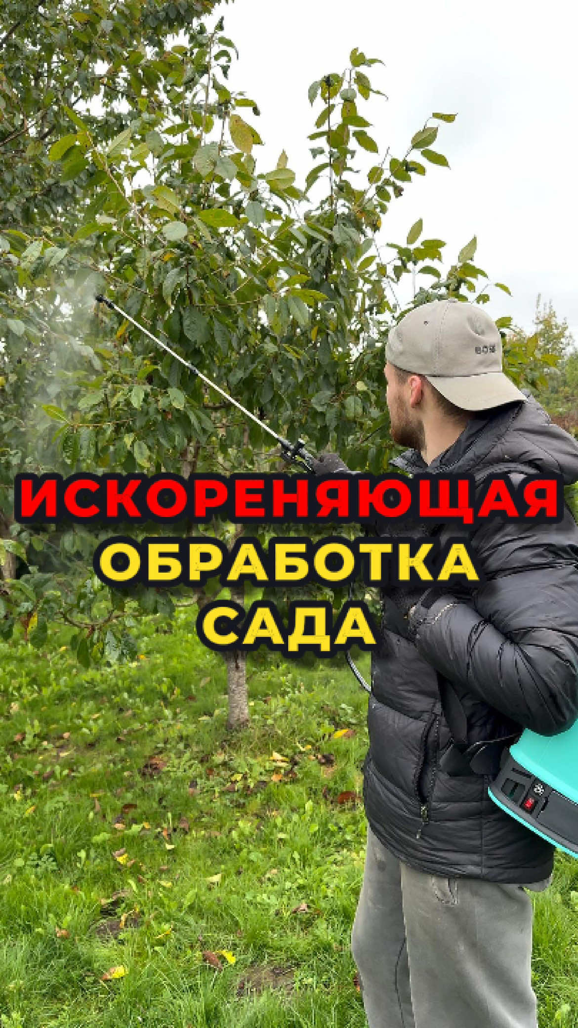 🌿 Забудьте про болезни и вредителей в саду! Для этого обязательно проведите главную осеннюю искореняющую обработку сада. 🍂 Делать её нужно тогда, когда часть листьев уже пожелтела и начала опадать. Не пугайтесь: обработка ускорит осыпание листвы — это даже полезно! Ведь вместе с листьями «сгорят» все возможные споры грибных и бактериальных заболеваний, а также вредители. Если в вашем саду деревья сбрасывают листву не одновременно, есть два варианта: 1️⃣ Дождаться, когда опадут все листья. 2️⃣ Обрабатывать деревья последовательно, по мере опадания. Для раствора понадобится: 🌱300 г медного купороса, растворённого в 1 л тёплой воды; 🌱700 г мочевины, также разведённой в тёплой воде. 📌Обе жидкости выливаем в опрыскиватель и доводим смесь до 10 литров. После этого тщательно обрабатываем